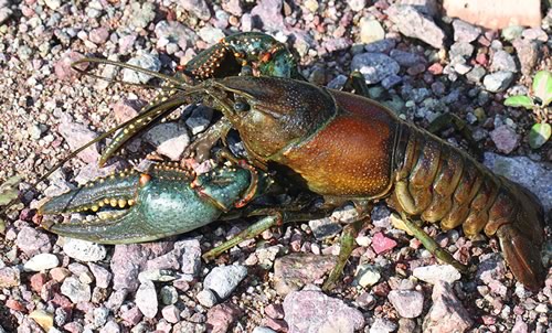 Northern Crayfish