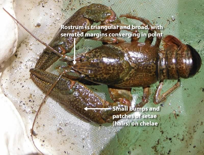 Pilos Crayfish