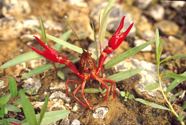 Red Swamp Crayfish