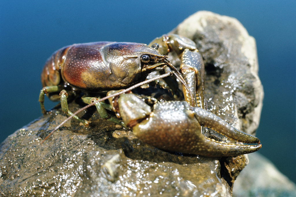 Rusty Crayfish