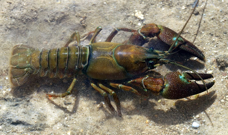 Signal Crayfish